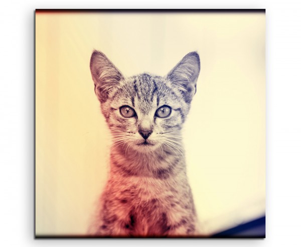 Tierfotografie – Portrait einer jungen Katze auf Leinwand