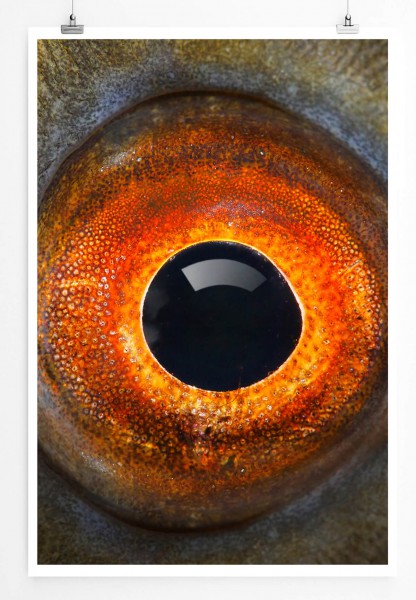 60x90cm Tierfotografie Poster Detailaufnahme Auge der Schleie