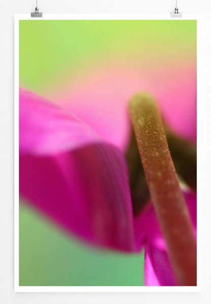 60x90cm Poster Naturfotografie  Helle pinke Blütenblätter