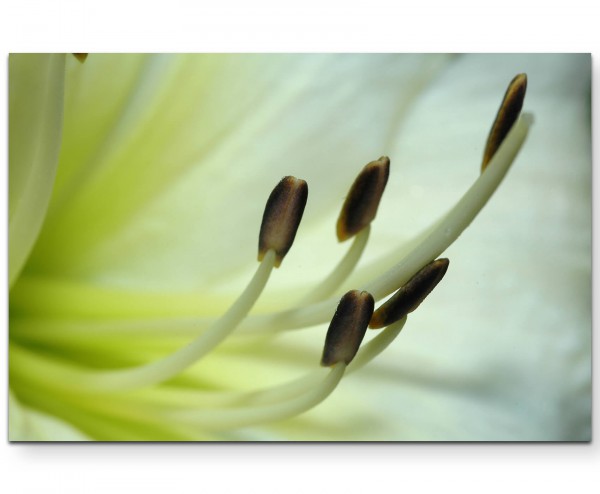 Weiße Taglilie  Makroaufnahme - Leinwandbild