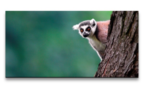 Leinwandbild 120x60cm Lemur kleiner Affe Baum Äffchen Süß Madagaskar