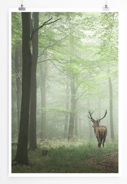60x90cm Poster Landschaftsfotografie  Hirsch im Nebelwald