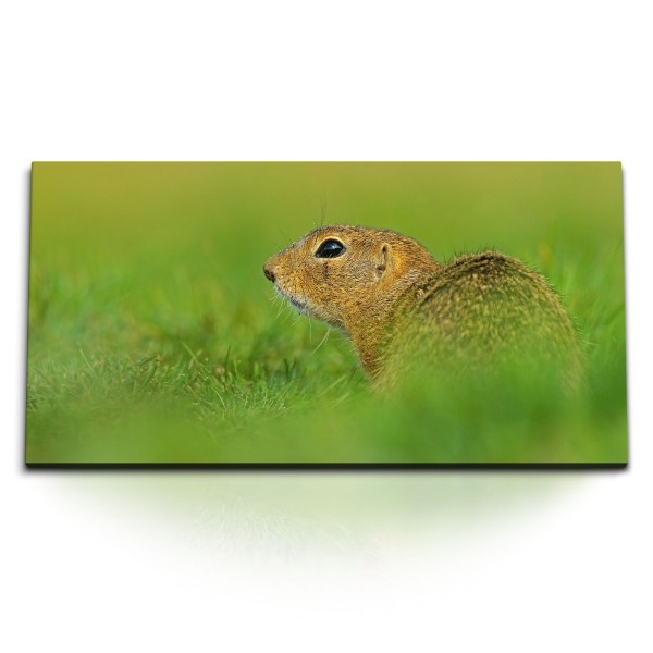 Kunstdruck Bilder 120x60cm Eichhörnchen Wiese Gras Natur Tierfotografie