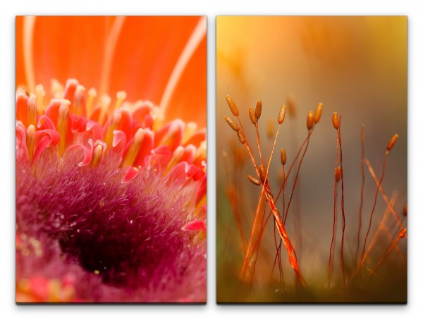 2 Bilder je 60x90cm Blume Blüte Knospen Rot Warm Dekorativ Makrofotografie