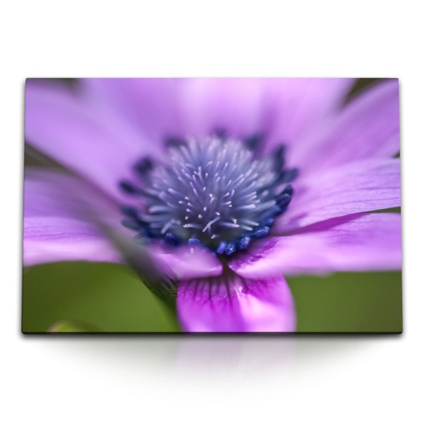 120x80cm Wandbild auf Leinwand Blume Blüte Violett Nahaufnahme Kunstvoll Natur