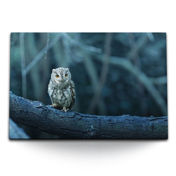 120x80cm Wandbild auf Leinwand Kleine Eule Wald Tierfotografie Baumstamm
