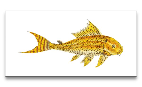 Remaster 120x60cm Kunstvolle Fisch Illustration Vintage Dekorativ Gelb