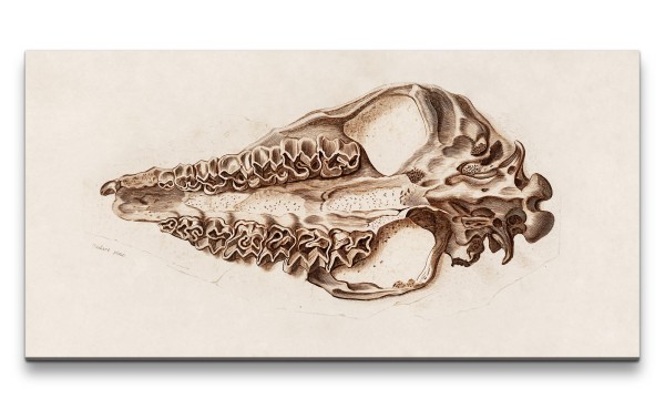 Remaster 120x60cm Alte Illustration Fossil Dinosaurier Schädel Evolution Forschung Vintage