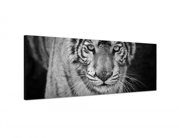 150x50cm Tiger Wildkatze Nahaufnahme schwarz/weiß