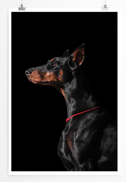 Tierfotografie 60x90cm Poster Porträt eines schwarzen Dobermanns von der Seite