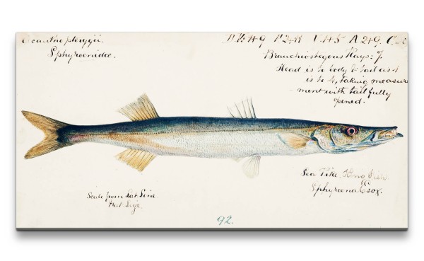 Remaster 120x60cm Alte Tiefseeforschung Illustration Dekorativ Fisch Evolution