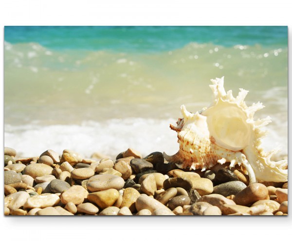 Steine am Meer  Muschel - Leinwandbild