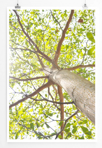 Naturfotografie 60x90cm Poster Baum aus der Froschperspektive