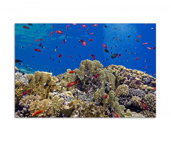 120x80cm Korallen Riff Fische Unterwasser Meer