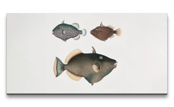 Remaster 120x60cm Illustration Fische Zoologie Vintage Kunstvoll Dekorativ