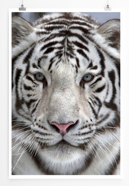 90x60cm Poster Tierfotografie Bengalischer Tiger in Schneelandschaft