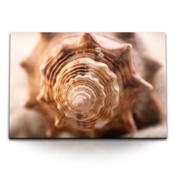 120x80cm Wandbild auf Leinwand Fotokunst Muschel Schneckenhaus Spirale Meeresmuschel
