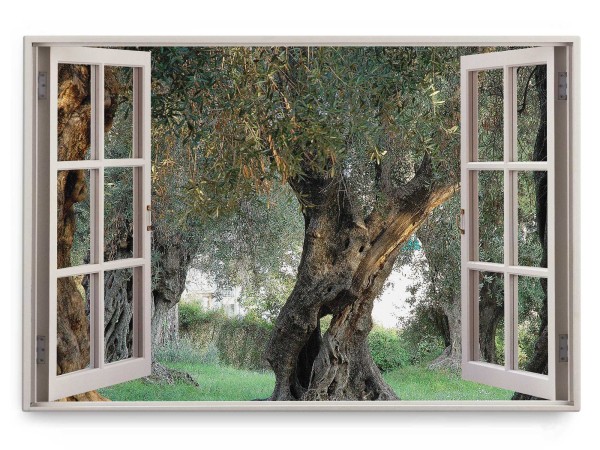 Wandbild 120x80cm Fensterbild Olivenbaum Natur alter Baum Grün Italien