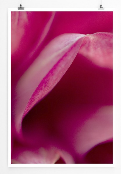60x90cm Poster Naturfotografie  Pinke Blütenblätter mit Rand