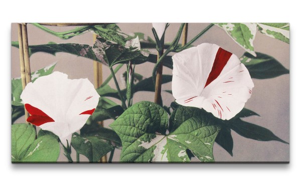 Remaster 120x60cm Ogawa Kazumasa berühmte Fotografie Blume Blüte Morning Glory