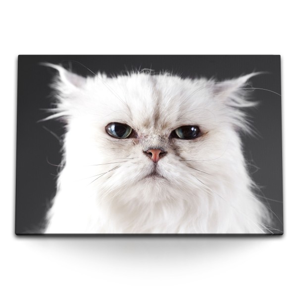 120x80cm Wandbild auf Leinwand Lustige Katze Kater Weiß Tierfotografie Hauskatze