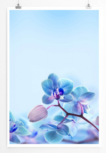 Naturfotografie 60x90cm Poster Pastellblaue Orchideen