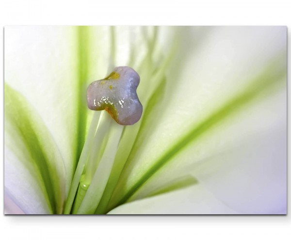 Blüte Makroaufnahme - Leinwandbild