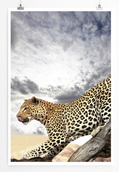 60x90cm Tierfotografie Poster Anmutiger Leopard