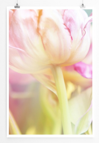 60x90cm Naturfotografie Poster Rosa Pastell Tulpe 