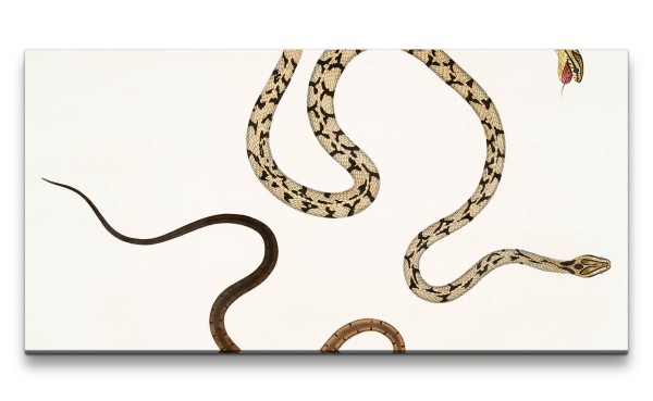 Remaster 120x60cm Schlangen Illustration Minimalistisch Kunstvoll Dekorativ Zoologie