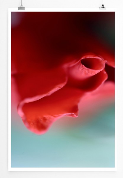 60x90cm Poster Naturfotografie  Rote schmale Blüte