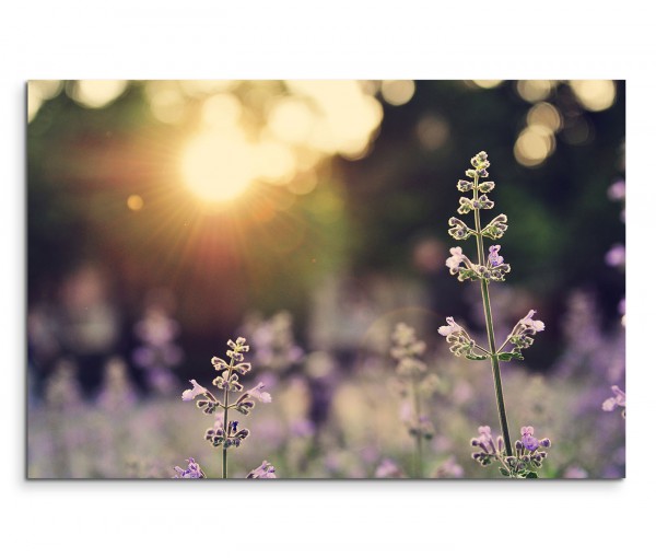 120x80cm Wandbild Lavendel Feld Blumen Sonnenstrahlen