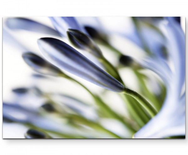 Blaue Blüten in Nahaufnahme - Leinwandbild