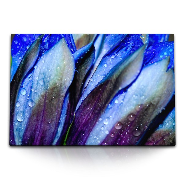 120x80cm Wandbild auf Leinwand Makrofotografie Blumen Blüten Regentropfen Blau