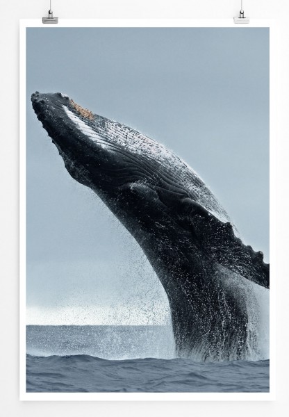 Tierfotografie  Springender Buckelwal im Meer 60x90cm Poster