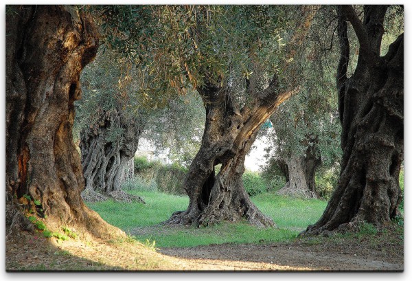 alte Olivenbäume Wandbild in verschiedenen Größen