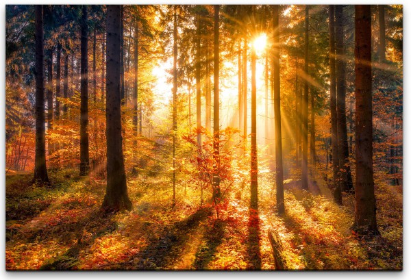 Sonnendurchfluteter Herbstwald Wandbild in verschiedenen Größen