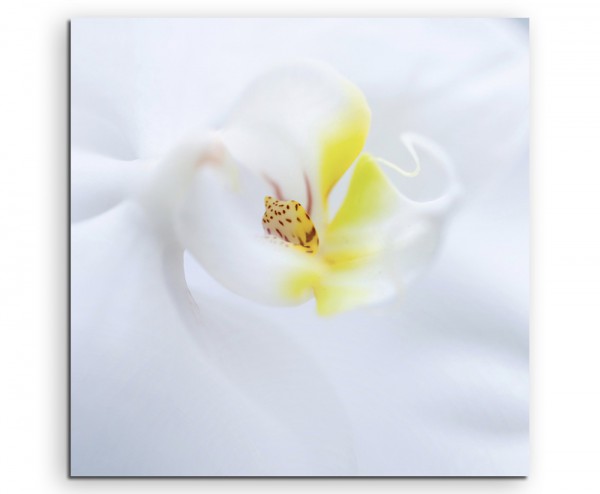 Naturfotografie  Weiße Orchidee auf Leinwand exklusives Wandbild moderne Fotografie für ihre Wand i