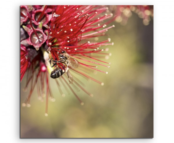 Naturfotografie – Roter Zylinderputzer mit Honigbiene auf Leinwand