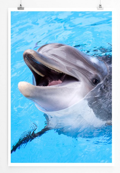 60x90cm Poster Tierfotografie  Lächelnder Delfin