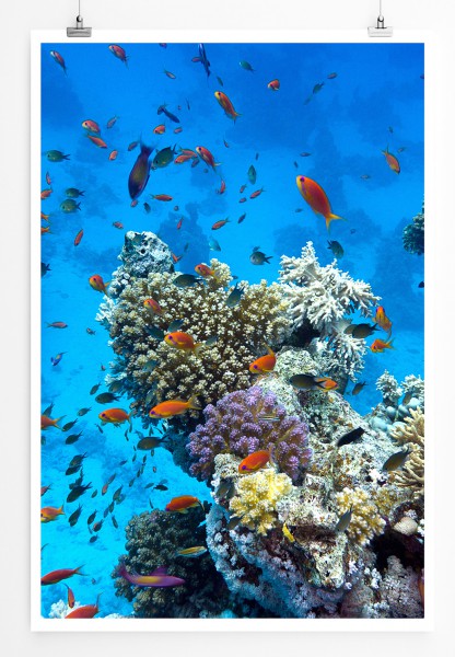 90x60cm Poster Naturfotografie Tropisches Korallenriff mit orangen Fischen