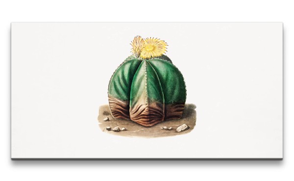 Remaster 120x60cm Kaktus mit Blüte Kunstvoll Dekorativ Minimalistisch Schön