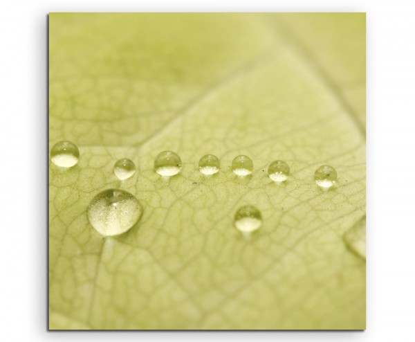 Naturfotografie – Grünes Blatt mit Makro Wassertropfen auf Leinwand