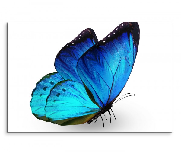 120x80cm Wandbild Schmetterling Nahaufnahme blau
