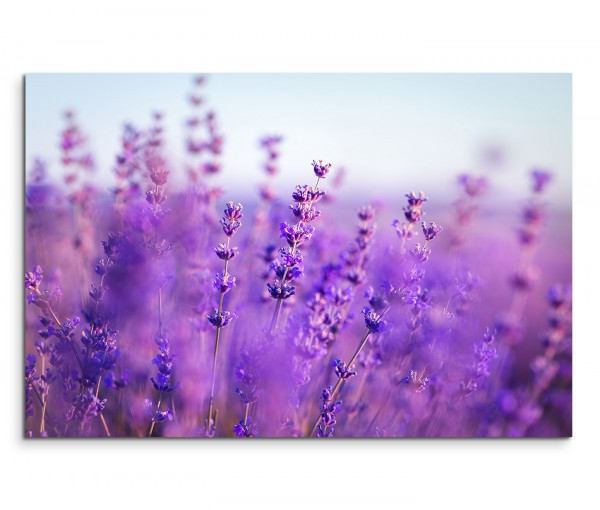 120x80cm Wandbild Provence Lavendelfeld Sommer