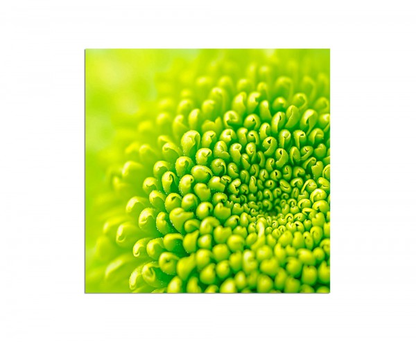80x80cm Pflanze Blume grün makro