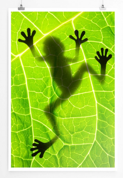 60x90cm Naturfotografie Poster Schatten eines Frosches auf einem Blatt