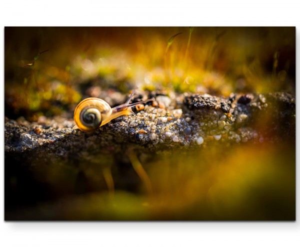 kleine Schnecke auf Moos, Nahaufnahme - Leinwandbild