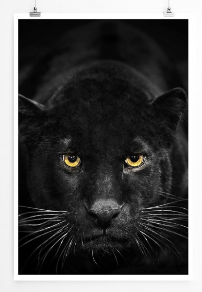 Tierfotografie  Schwarzer Leopard mit bernsteinfarbenen Augen 60x90cm Poster