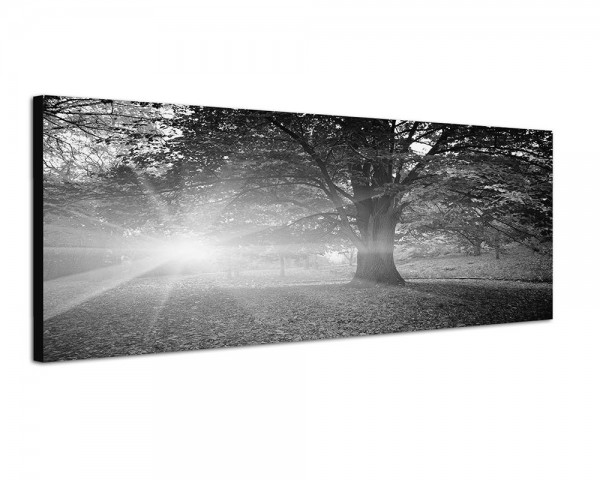 150x50cm Bäume Park Herbst Blätter Sonnenstrahlen